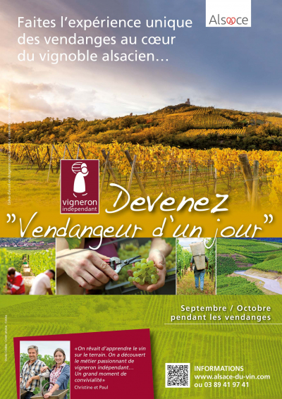 Devenez &quot;Vendangeur d&#039;un jour&quot;